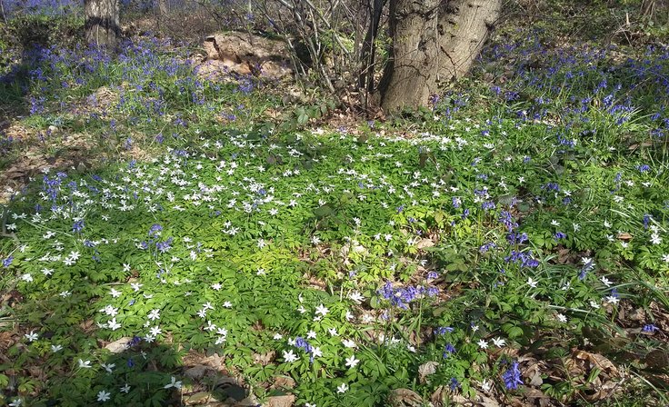 Kings Wood May 2016 - woodland wildflowers